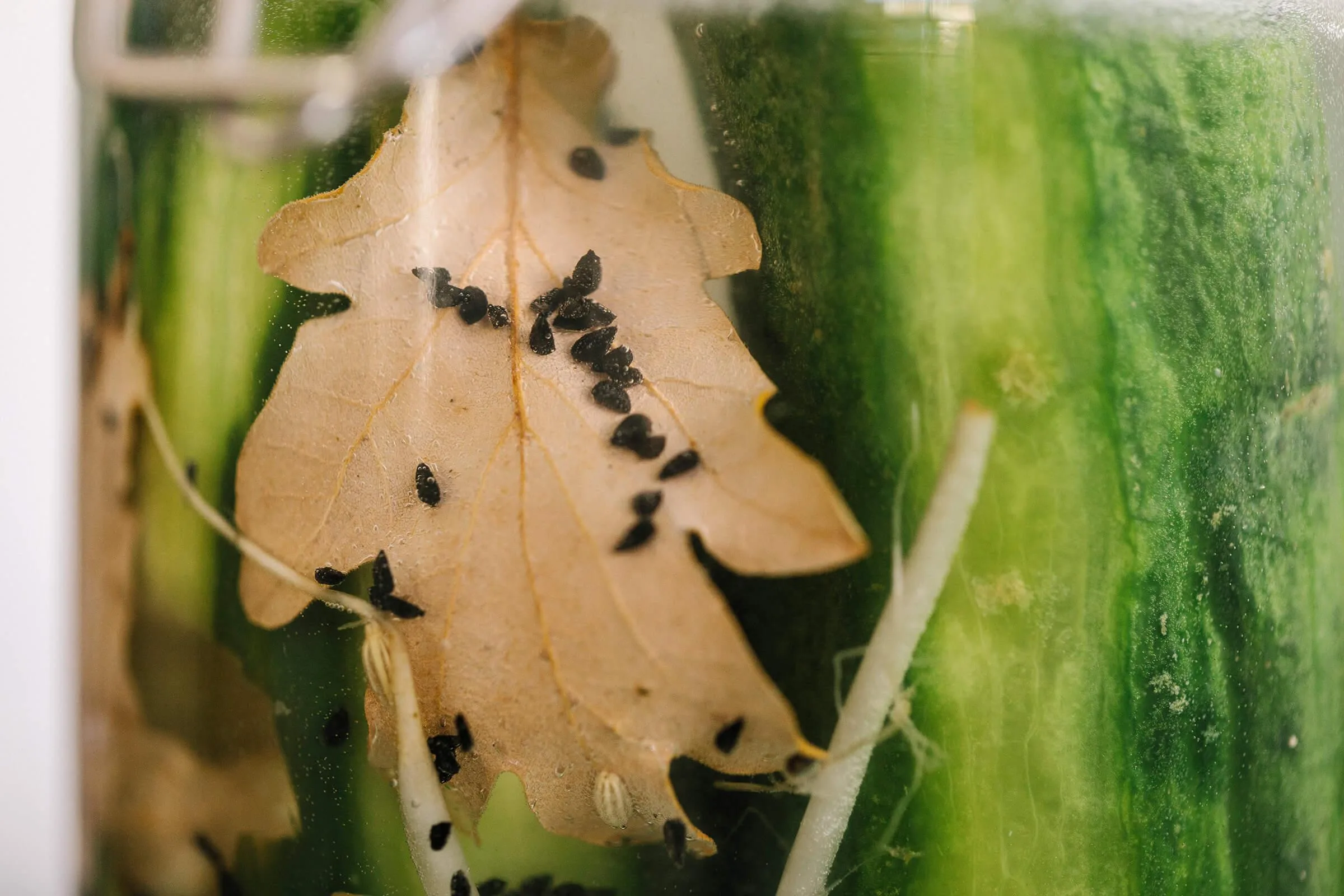 P34 Do Ferment Remco Merbis